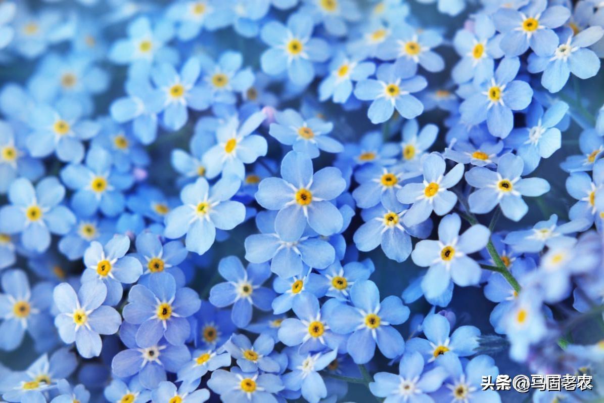 蓝色的花的寓意（蓝色的花代表什么意思和含义）