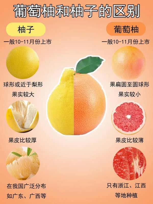 葡萄柚和柚子一样吗（柚子哪个品种好） 第1张
